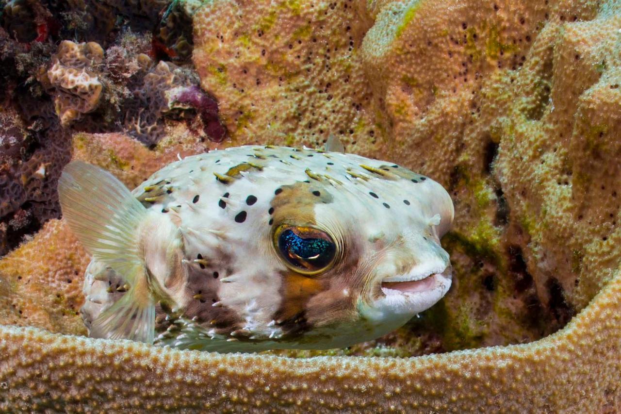 Den Laman - Balloonfish 克拉伦代克 外观 照片